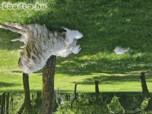 Komondor kiskutyák eladók