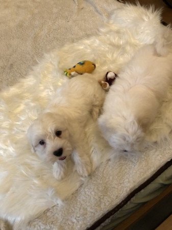 Bichon Havanese