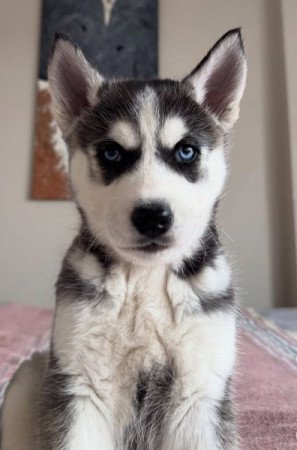 Szibéria Husky