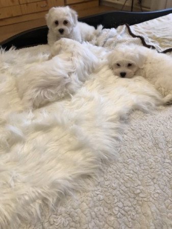 Bichon Havanese