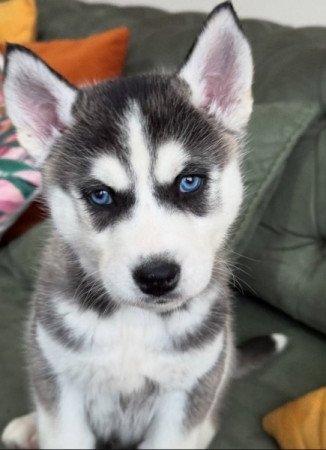 Szibéria Husky
