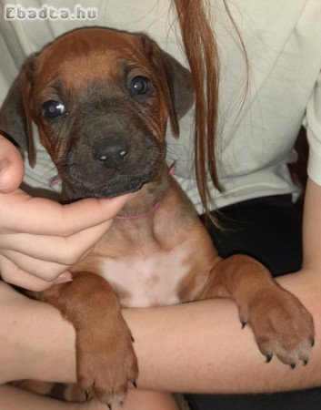 Rodéziai Ridgeback (afrikai oroszlánkutya) kölykök