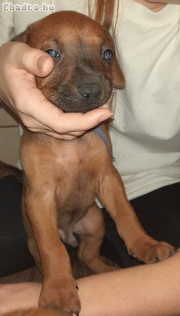 Rodéziai Ridgeback (afrikai oroszlánkutya) kölykök