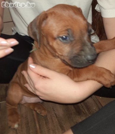 Rodéziai Ridgeback (afrikai oroszlánkutya) kölykök