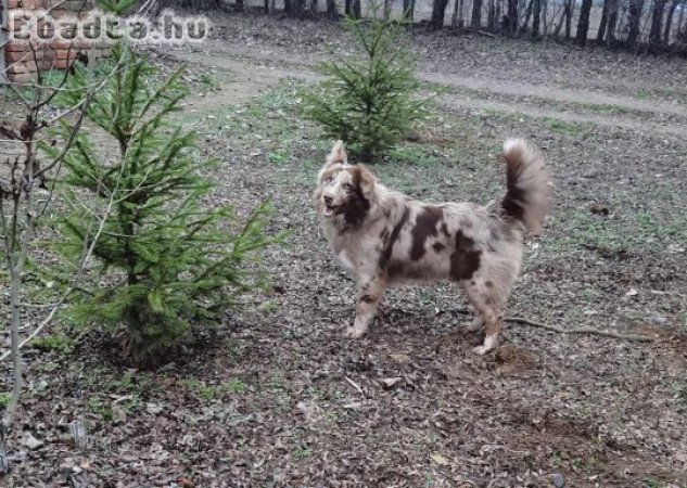 Border collie kutyus