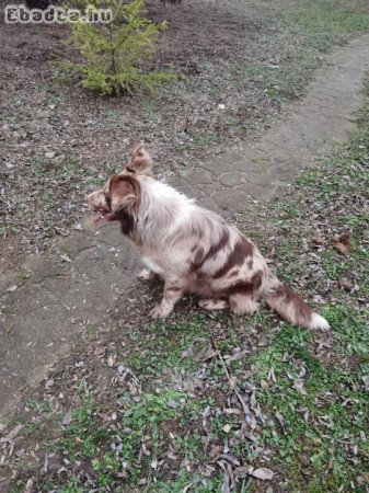 Border collie kutyus