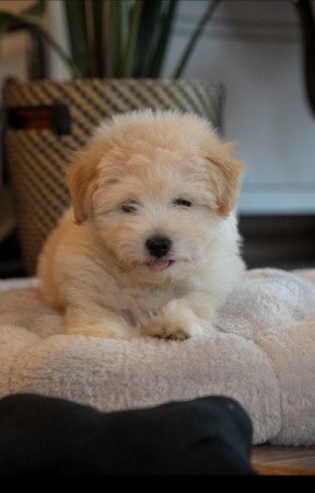 Coton de tulear