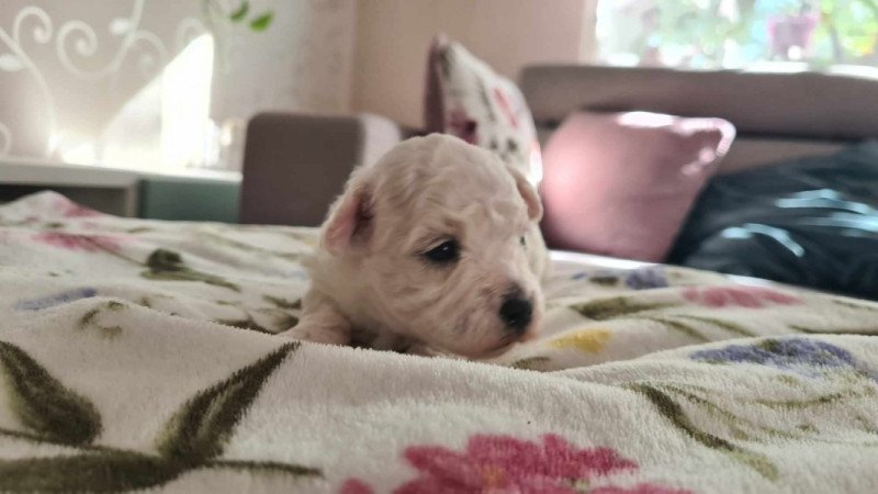 Bichon Havanese