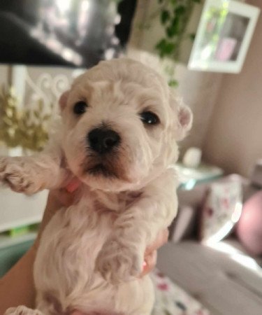 Bichon Havanese