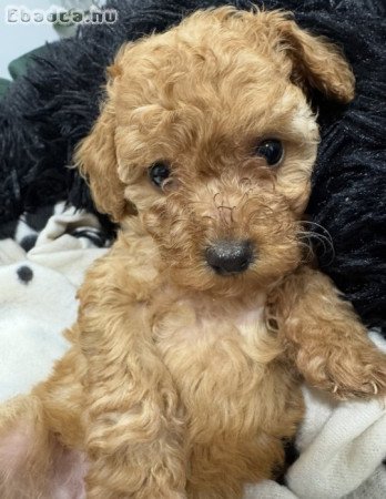 Törpe uszkár kiskutyák