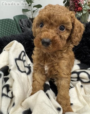 Törpe uszkár kiskutyák