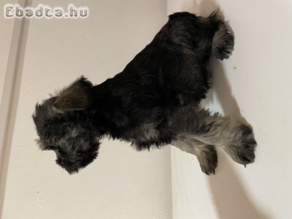 Törpe schnauzer