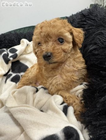 Törpe uszkár kiskutyák