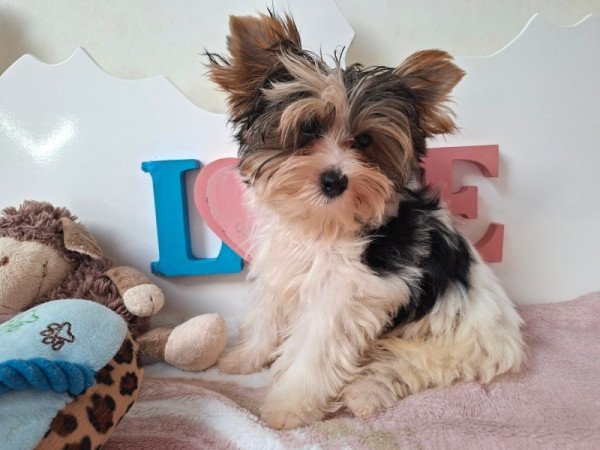 Biewer Yorkshire terrier