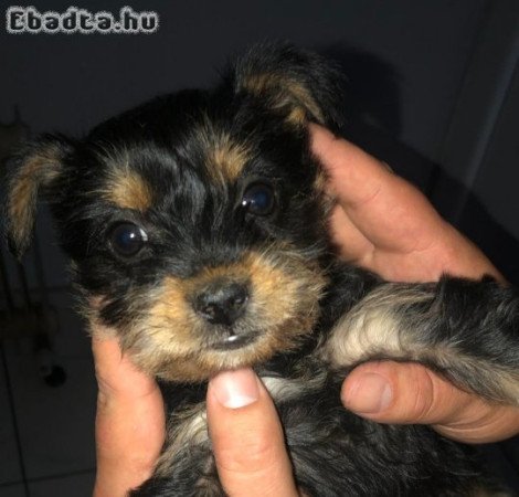 Yorkshire terrier kölykök