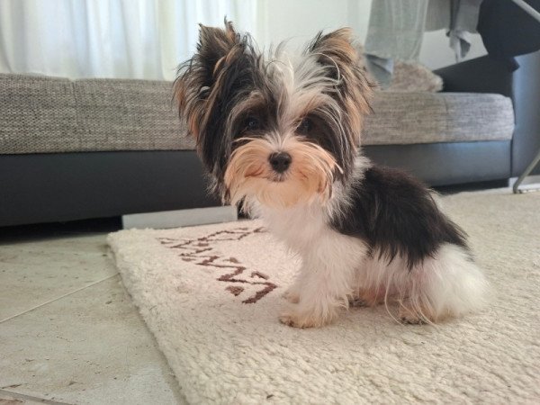 Biewer Yorkshire terrier