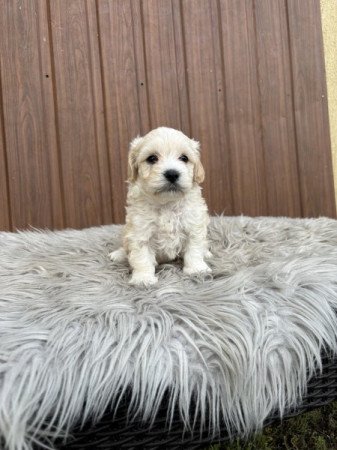 Maltipoo