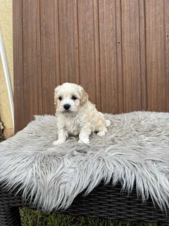 Maltipoo