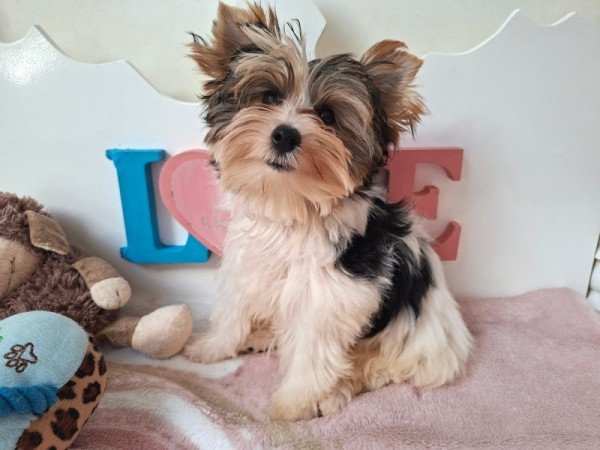 Biewer Yorkshire terrier