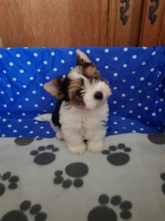 Biever yorki yorkshire