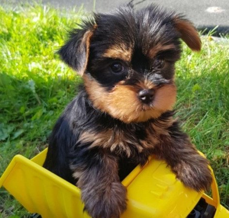 Yorkshire terrier