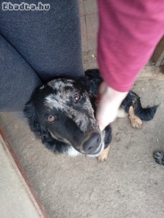 Eladó mudi kölyök