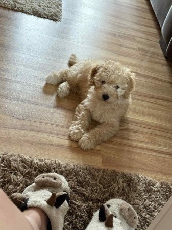 Máltai+uszkár=Maltipoo havanese bichon