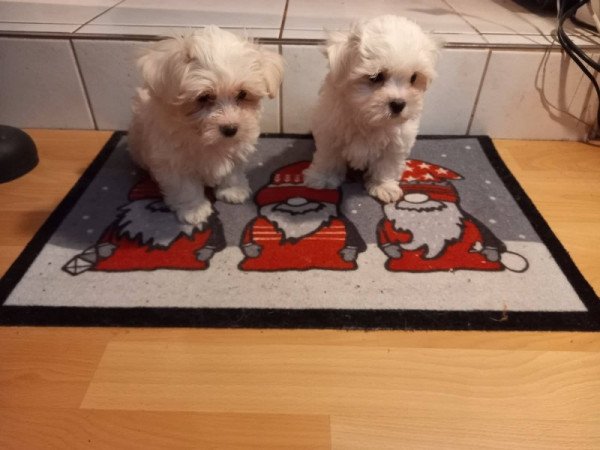 bichon havanese