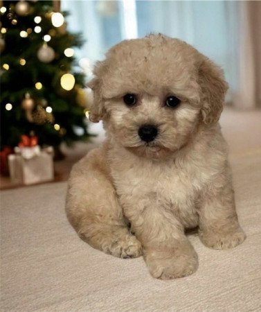 Maltipoo Maltai es torpe uszkar