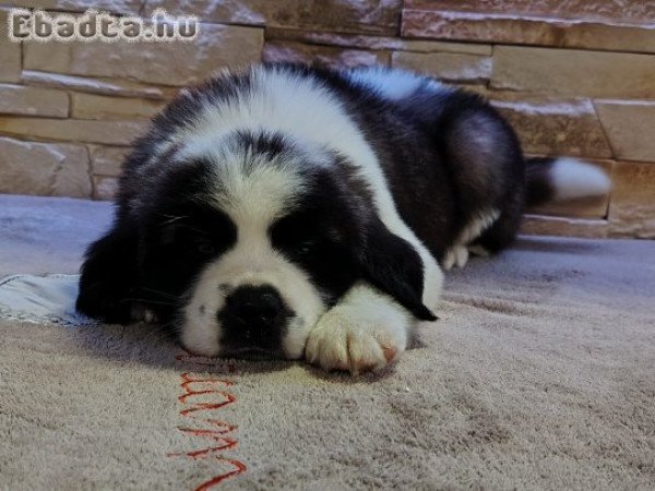 kőltözhető Bernáthegyi kiskutyák!