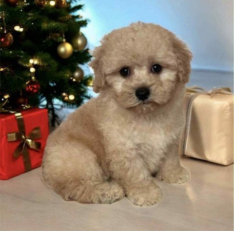 Maltipoo Maltai es torpe uszkar