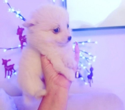 Német spicc kisfiú