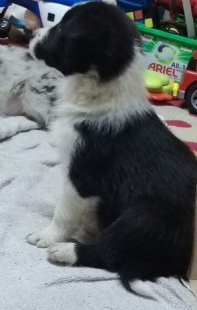 Border Collie