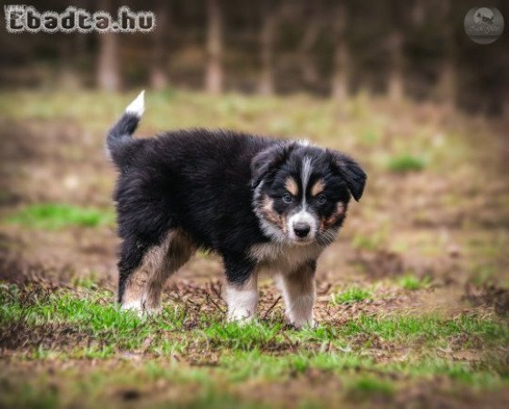 Törzskönyves Border Collie kiskutyák