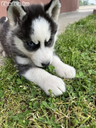 Fajtatiszta Husky kiskutyák🐕