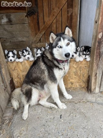 Fajtatiszta Husky kiskutyák🐕