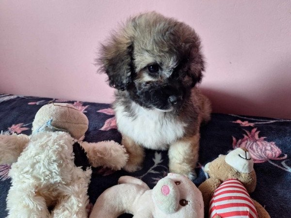 bichon havanese