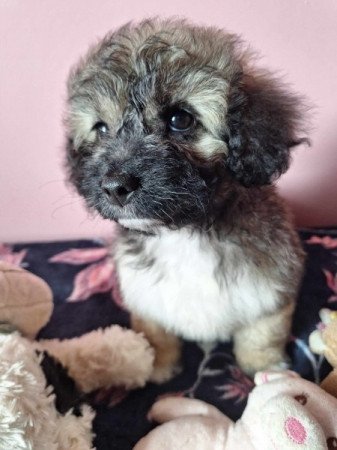 bichon havanese