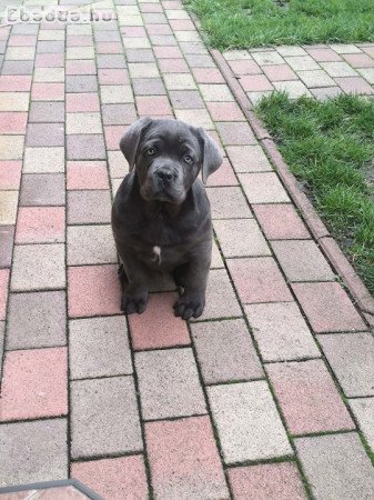 Eladó fajtatiszta Cane Corso kisfiú