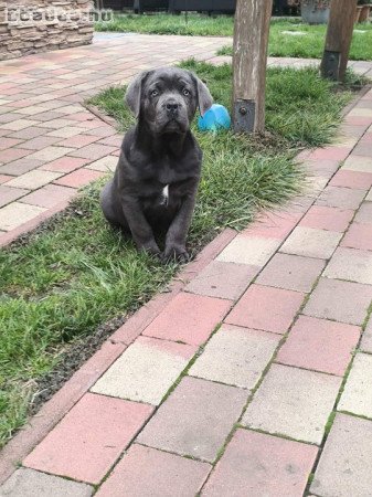 Eladó fajtatiszta Cane Corso kisfiú
