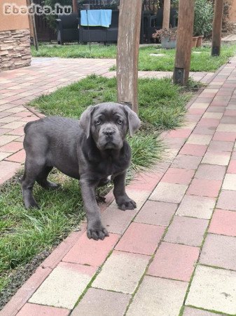 Eladó fajtatiszta Cane Corso kisfiú