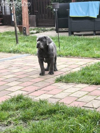 Eladó fajtatiszta Cane Corso kisfiú