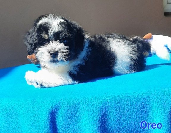 Bichon Havanese