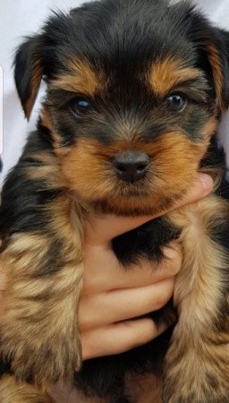 Yorkshire terrier