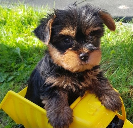 Yorkshire terrier