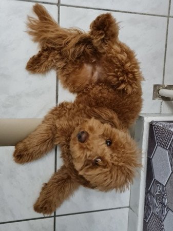 Máltai+uszkár=Maltipoo havanese bichon