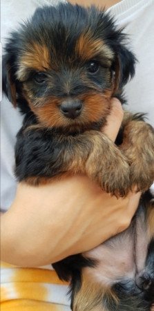 Yorkshire terrier