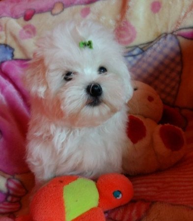 Bichon Havanese