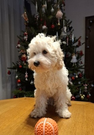 Maltipoo