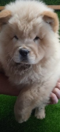 Chow-chow